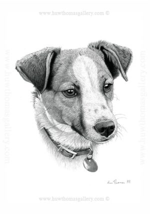 Jack Russell  (b&w) Unframed Print