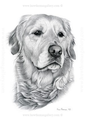 Golden Retriever (b&w) Unframed Print