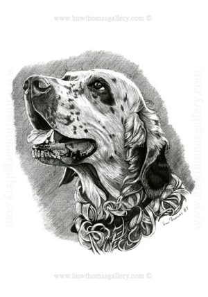 English Setter (b&w) Unframed Print