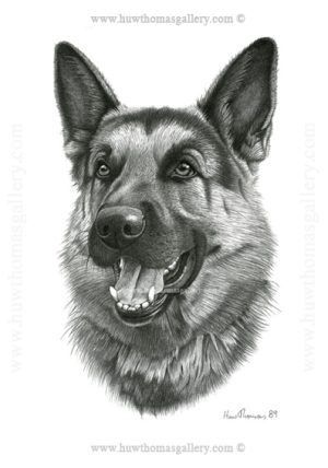 German Shepherd  (b&w) Unframed Print