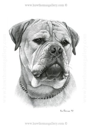 Bullmastiff  (b&w) Unframed Print