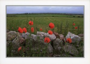 Poppies At Sker In Porthcawl